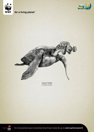 turtle2006 turtle2006