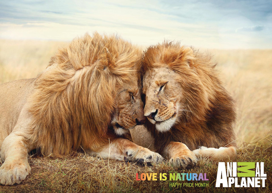 Joe La Pompe advertising, publicité - Gay animal couples / Pour  l'originalité c'est baisé?